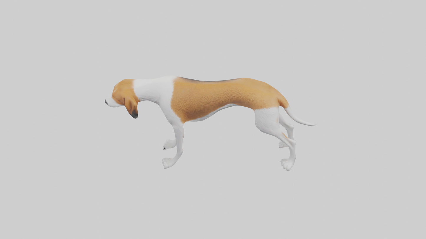 3D model English Foxhound sniffing model VR / AR / low-poly