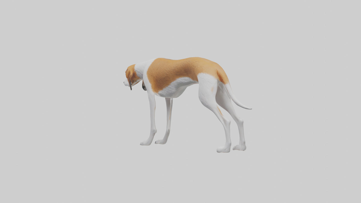3D model English Foxhound sniffing model VR / AR / low-poly