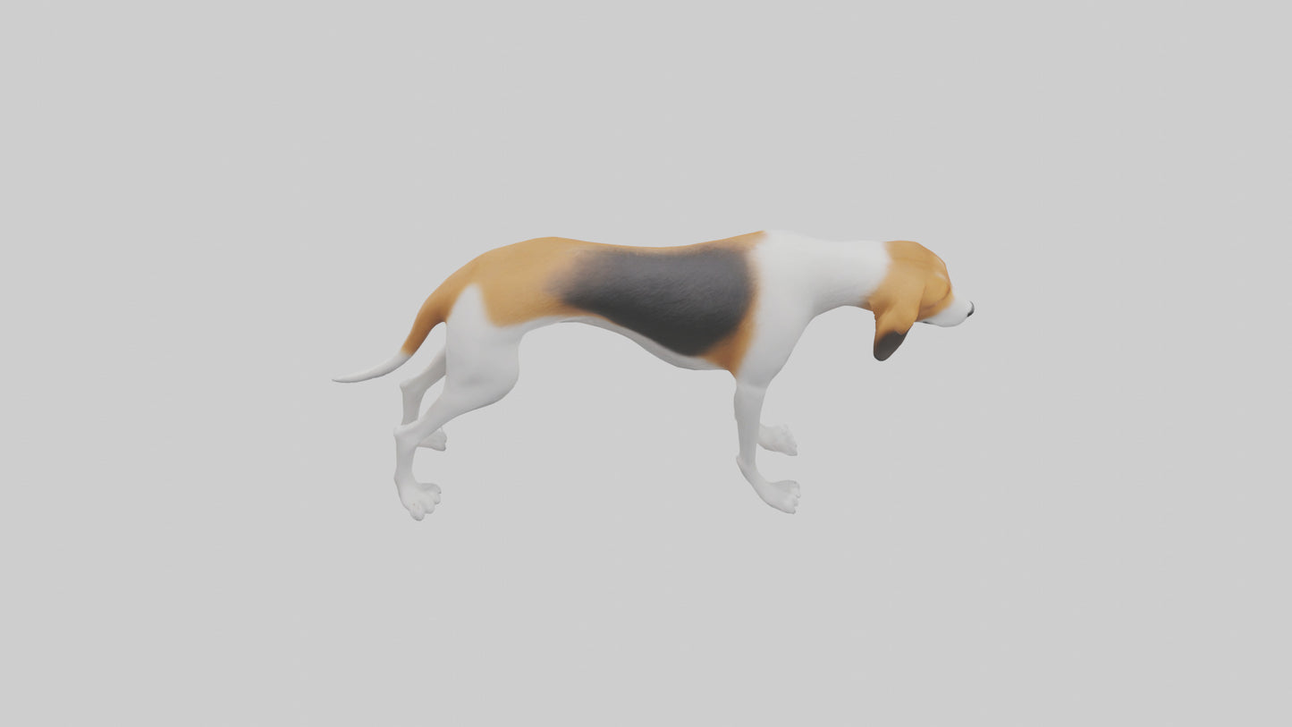 3D model English Foxhound sniffing model VR / AR / low-poly