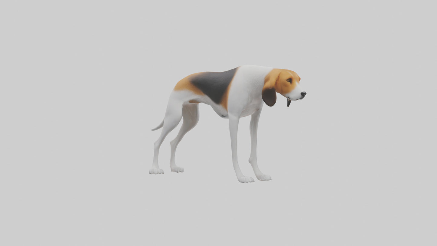 3D model English Foxhound sniffing model VR / AR / low-poly
