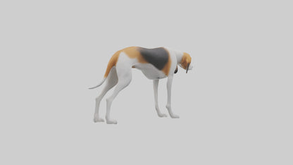 3D model English Foxhound sniffing model VR / AR / low-poly