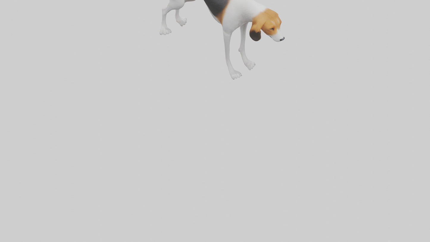 3D model English Foxhound sniffing model VR / AR / low-poly