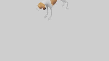 3D model English Foxhound sniffing model VR / AR / low-poly
