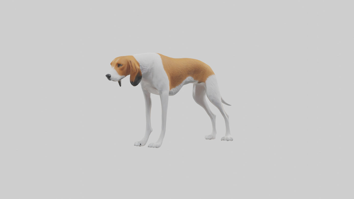 3D model English Foxhound sniffing model VR / AR / low-poly