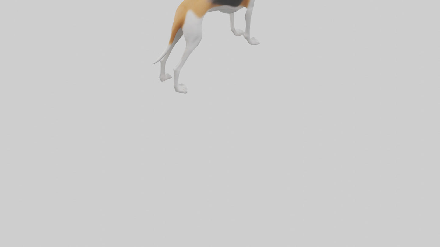 3D model English Foxhound sniffing model VR / AR / low-poly