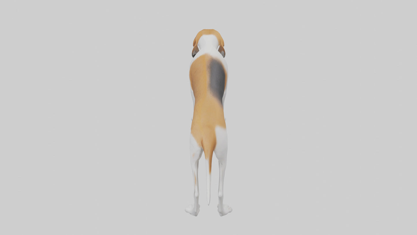 3D model English Foxhound sniffing model VR / AR / low-poly