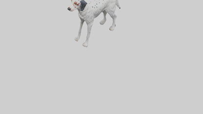 3D model English Setter hunting model VR / AR / low-poly