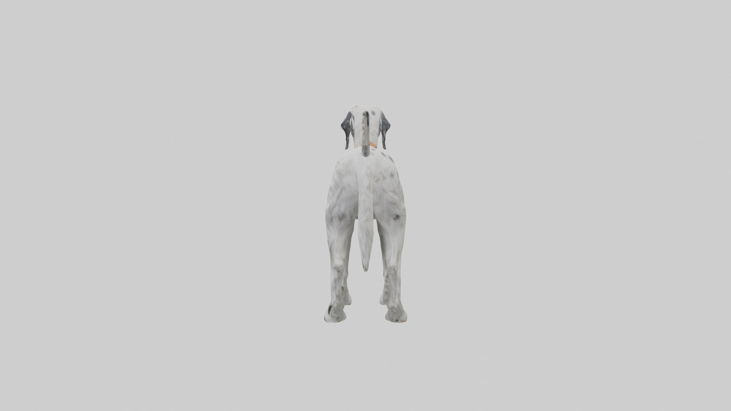 3D model English Setter hunting model VR / AR / low-poly