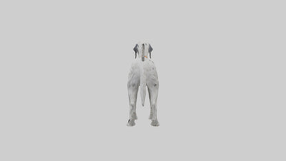 3D model English Setter hunting model VR / AR / low-poly