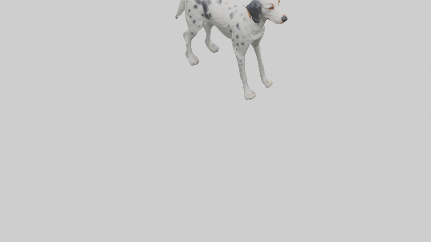 3D model English Setter hunting model VR / AR / low-poly