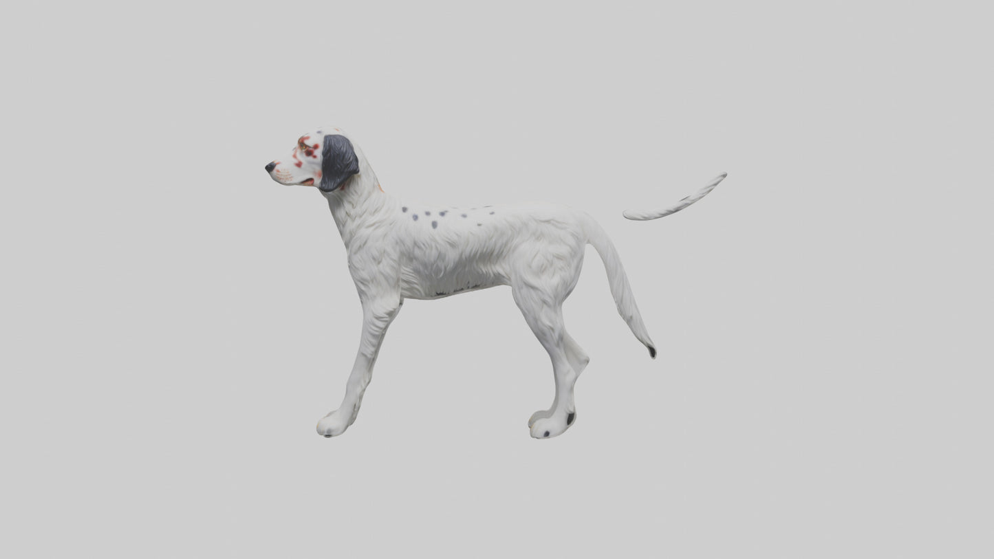 3D model English Setter hunting model VR / AR / low-poly