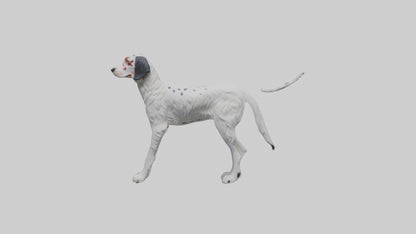 3D model English Setter hunting model VR / AR / low-poly