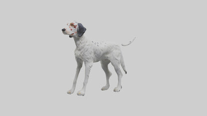 3D model English Setter hunting model VR / AR / low-poly