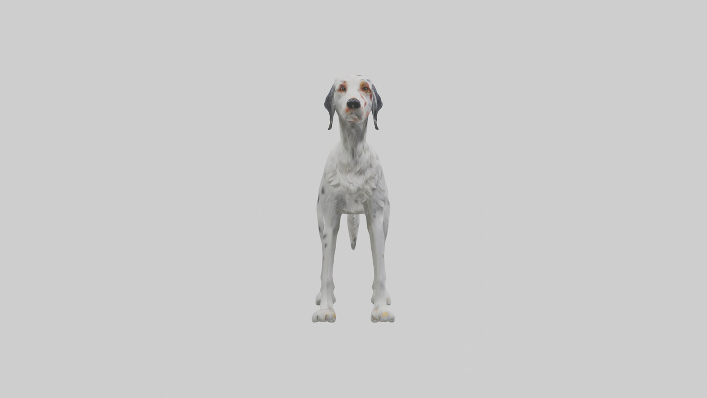 3D model English Setter hunting model VR / AR / low-poly