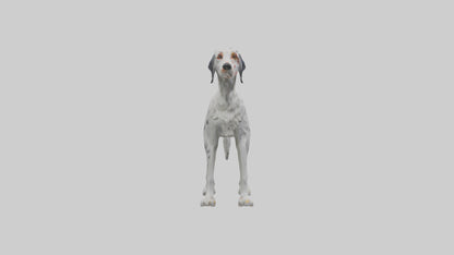3D model English Setter hunting model VR / AR / low-poly