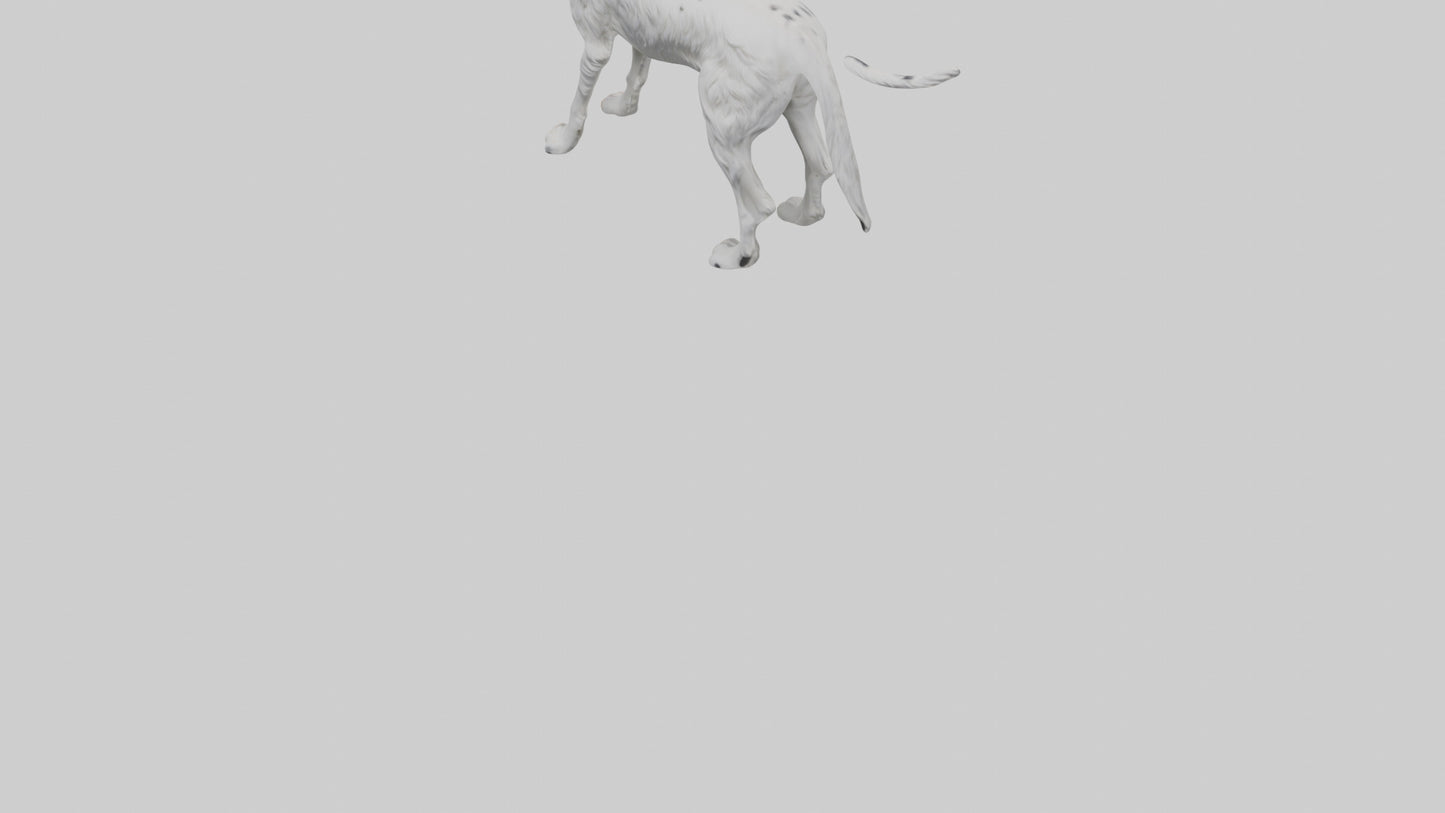 3D model English Setter hunting model VR / AR / low-poly