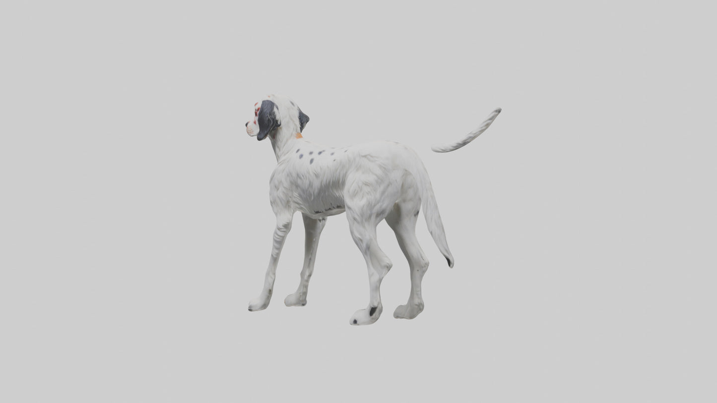 3D model English Setter hunting model VR / AR / low-poly