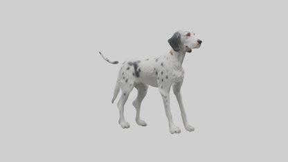 3D model English Setter hunting model VR / AR / low-poly