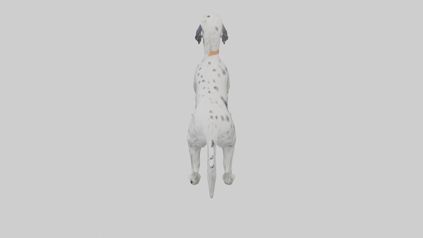 3D model English Setter hunting model VR / AR / low-poly