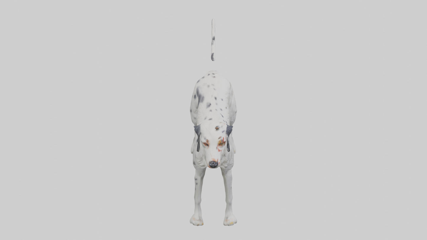 3D model English Setter hunting model VR / AR / low-poly