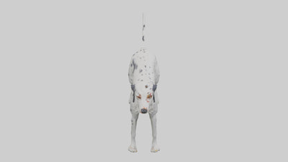 3D model English Setter hunting model VR / AR / low-poly