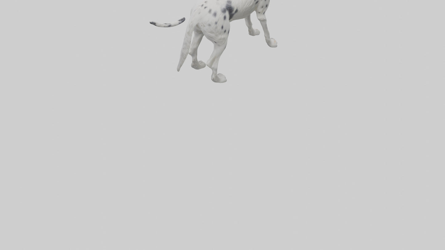 3D model English Setter hunting model VR / AR / low-poly