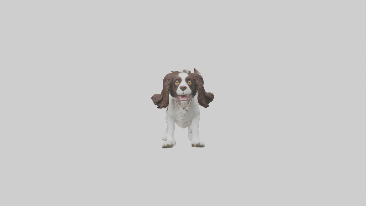 3D model English Springer Spaniel playing model VR / AR / low-poly