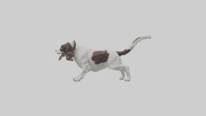 3D model English Springer Spaniel playing model VR / AR / low-poly