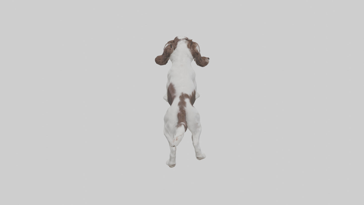 3D model English Springer Spaniel playing model VR / AR / low-poly