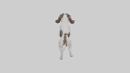 3D model English Springer Spaniel playing model VR / AR / low-poly