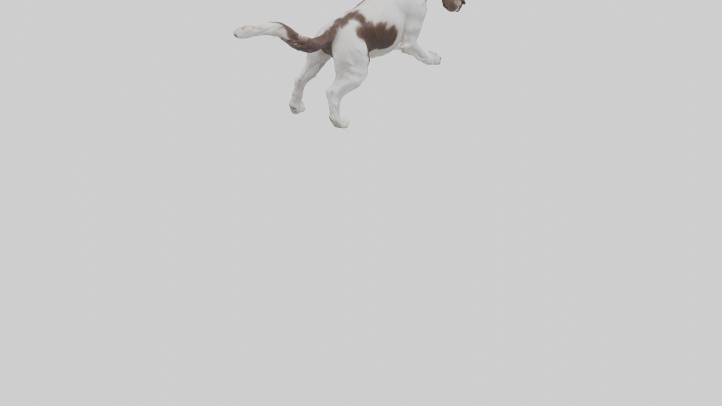 3D model English Springer Spaniel playing model VR / AR / low-poly