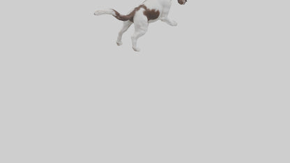 3D model English Springer Spaniel playing model VR / AR / low-poly
