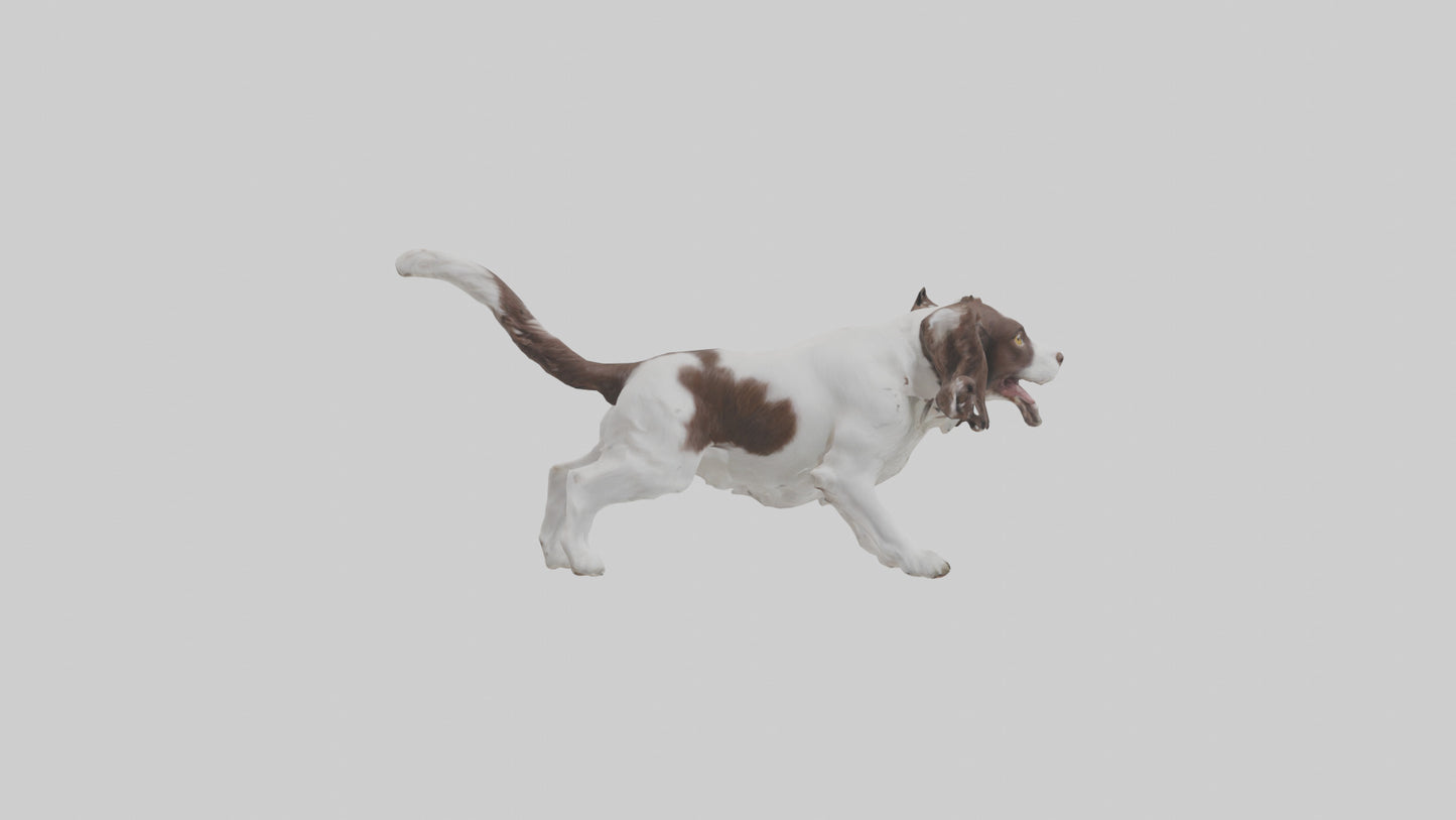 3D model English Springer Spaniel playing model VR / AR / low-poly