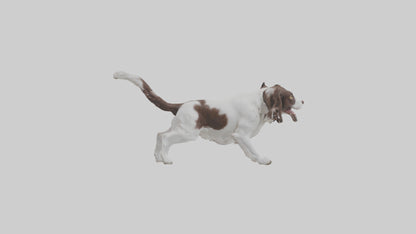 3D model English Springer Spaniel playing model VR / AR / low-poly