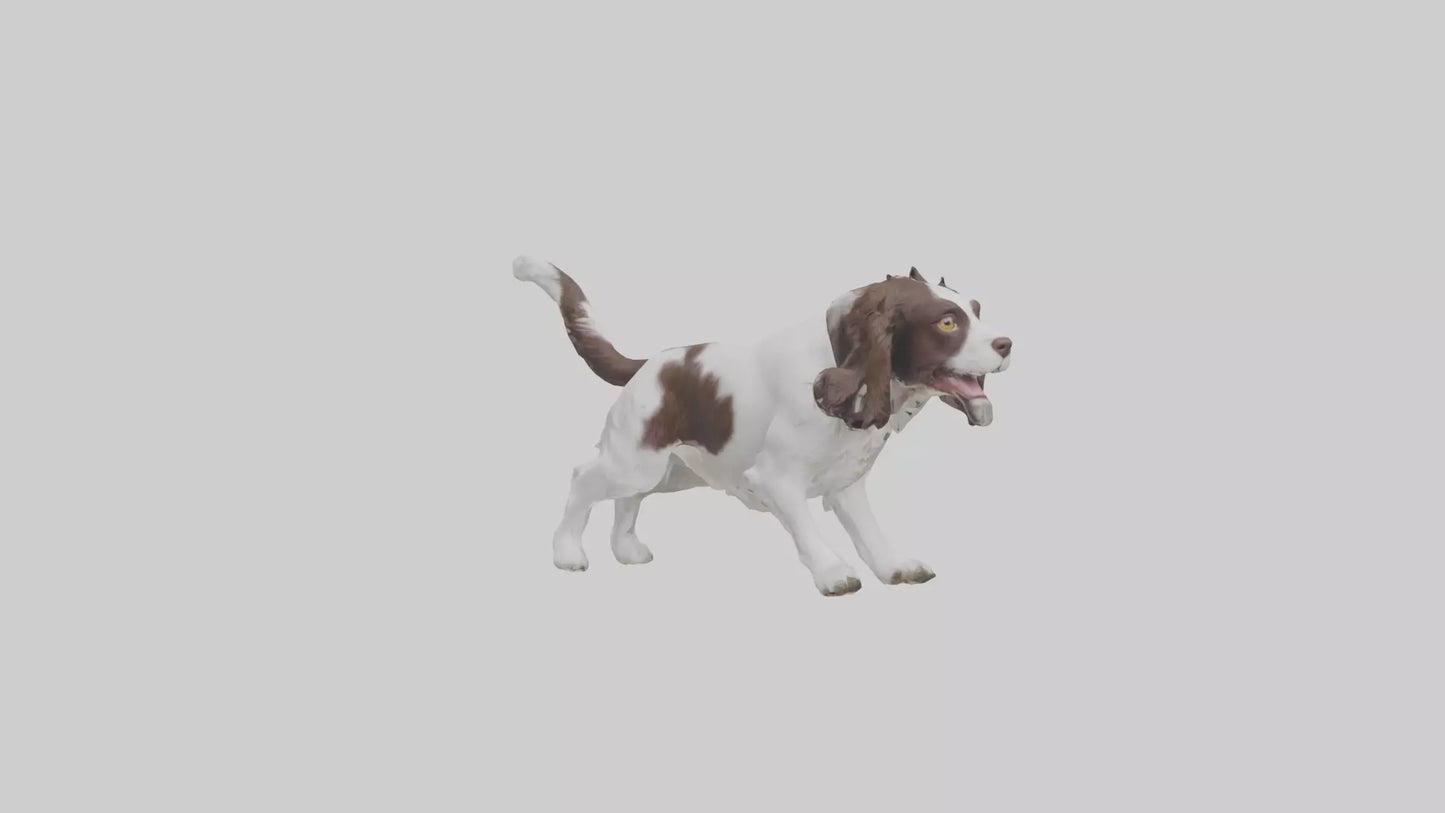 3D model English Springer Spaniel playing model VR / AR / low-poly