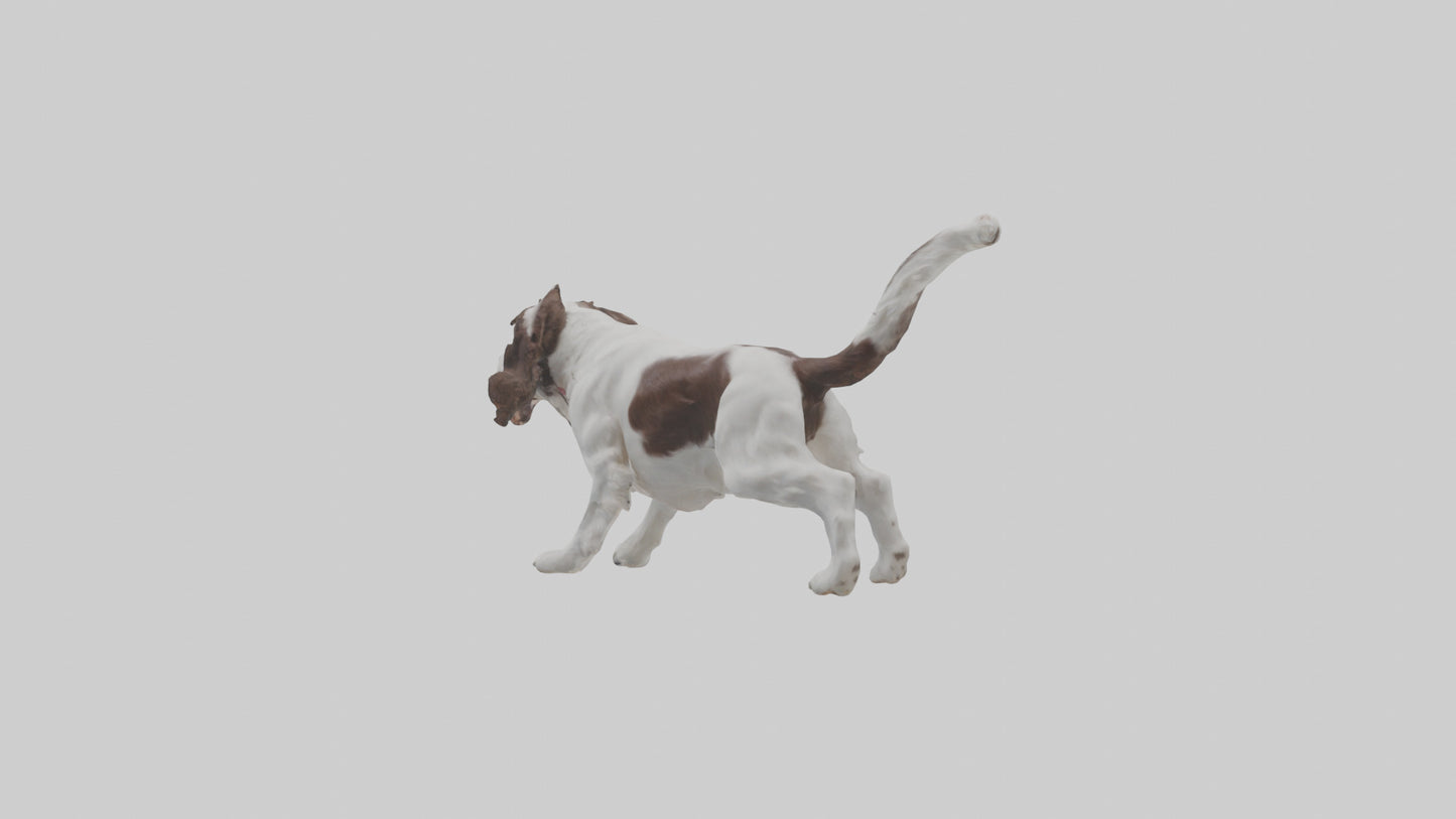 3D model English Springer Spaniel playing model VR / AR / low-poly