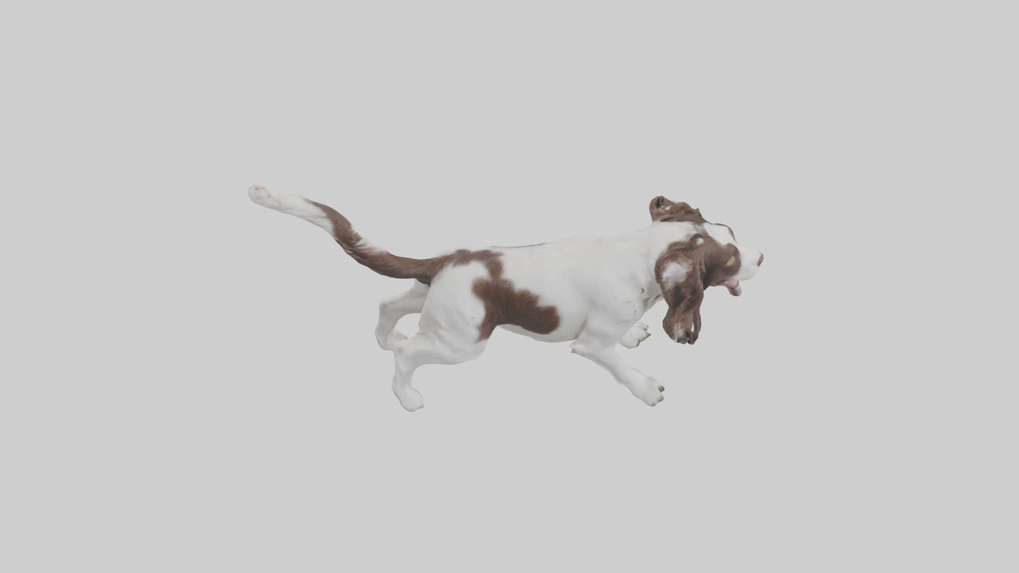 3D model English Springer Spaniel playing model VR / AR / low-poly