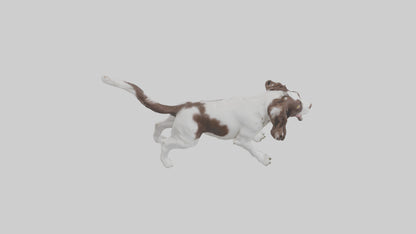 3D model English Springer Spaniel playing model VR / AR / low-poly