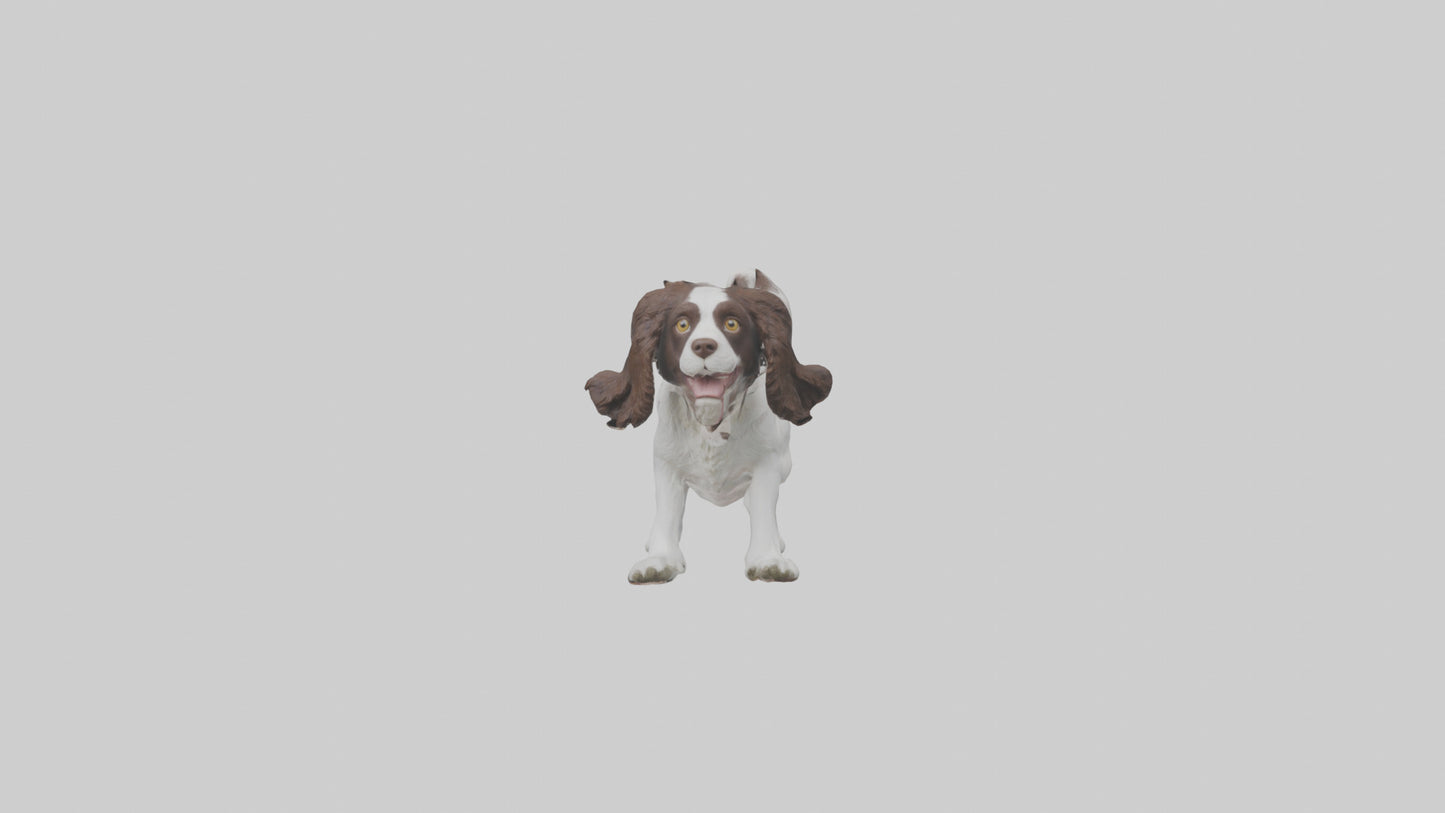 3D model English Springer Spaniel playing model VR / AR / low-poly
