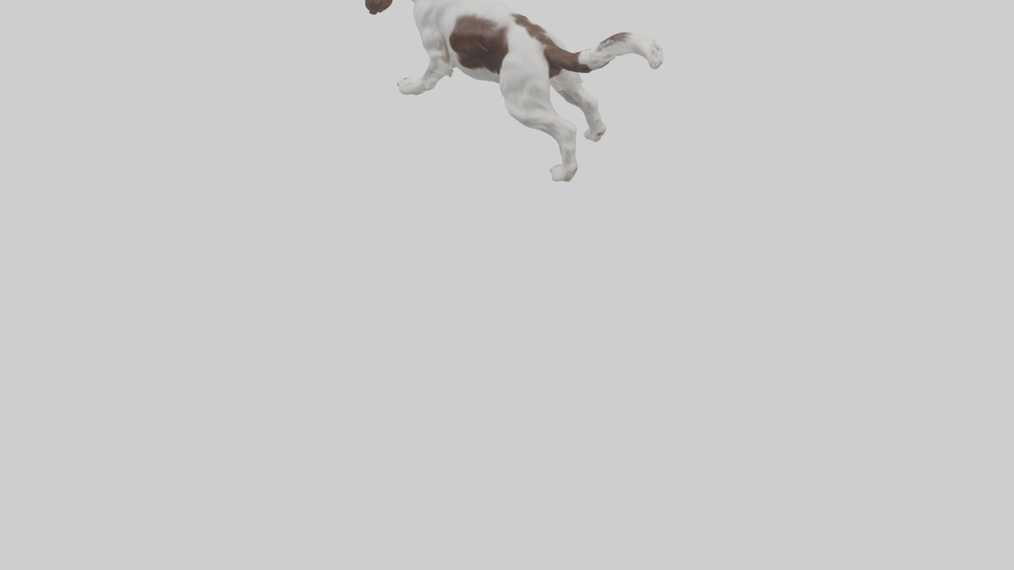 3D model English Springer Spaniel playing model VR / AR / low-poly