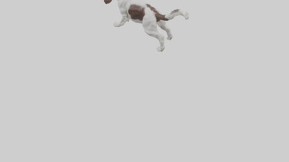 3D model English Springer Spaniel playing model VR / AR / low-poly