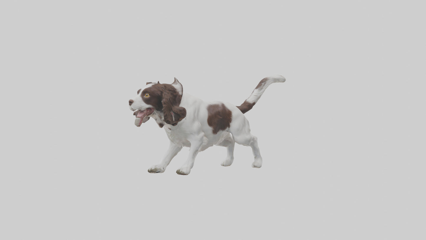 3D model English Springer Spaniel playing model VR / AR / low-poly