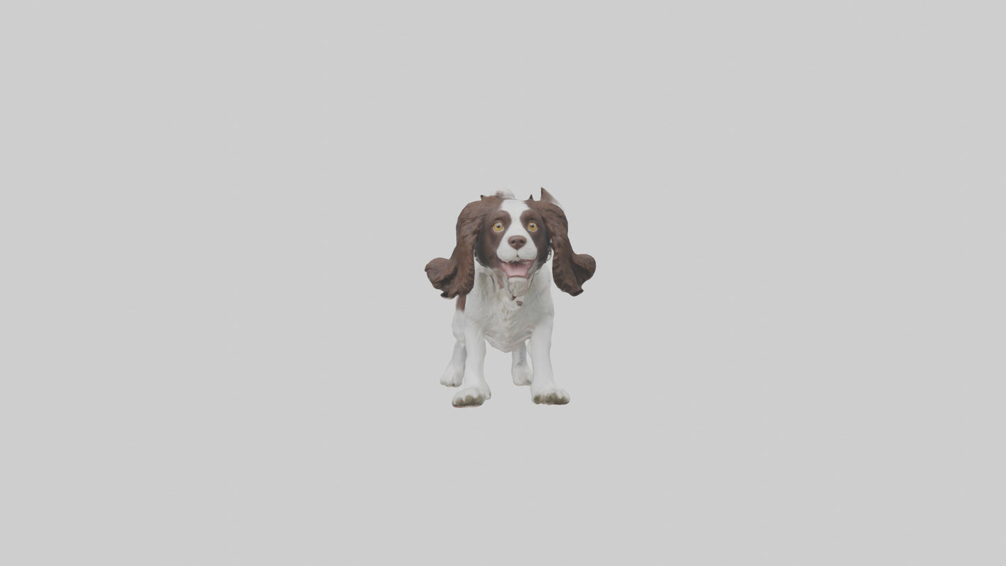 3D model English Springer Spaniel playing model VR / AR / low-poly