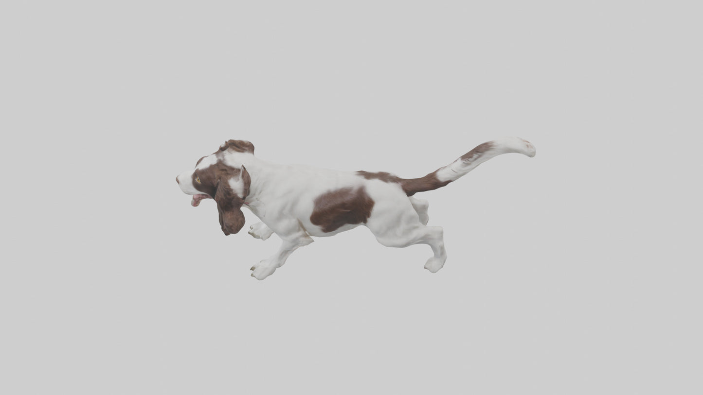 3D model English Springer Spaniel playing model VR / AR / low-poly