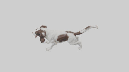 3D model English Springer Spaniel playing model VR / AR / low-poly