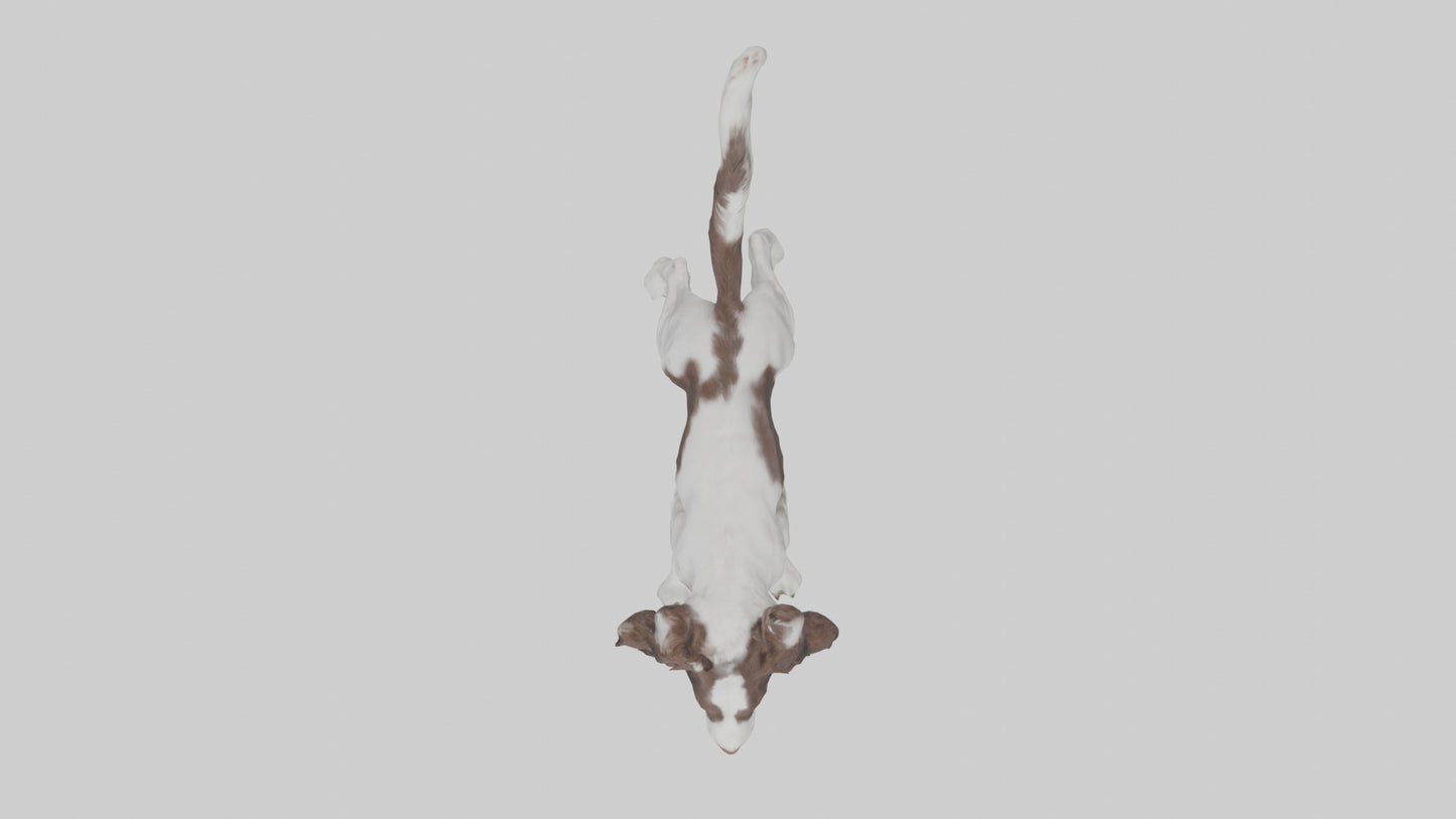 3D model English Springer Spaniel playing model VR / AR / low-poly