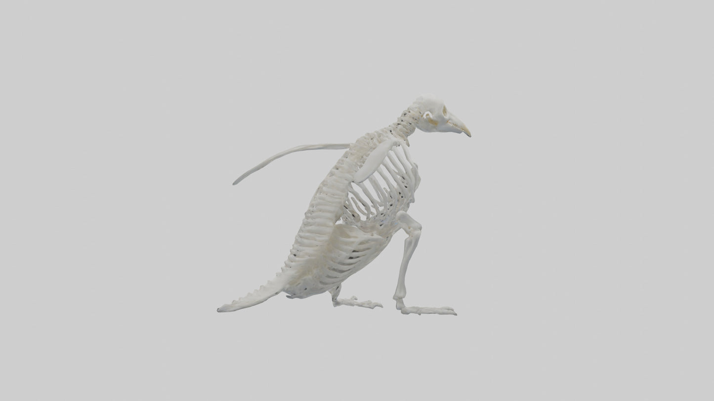 3D model enguin Skeleton model VR / AR / low-poly