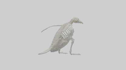 3D model enguin Skeleton model VR / AR / low-poly
