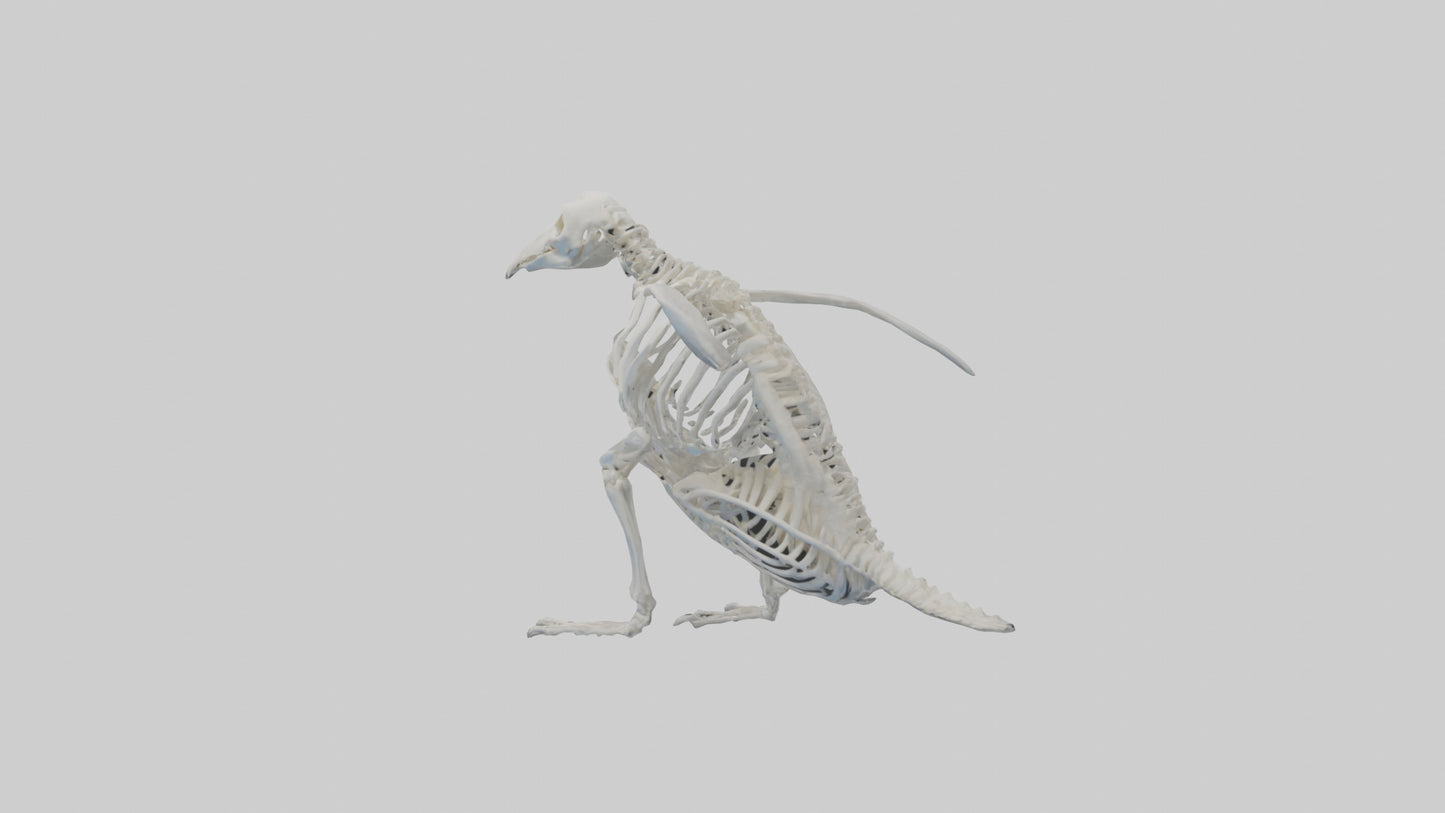 3D model enguin Skeleton model VR / AR / low-poly