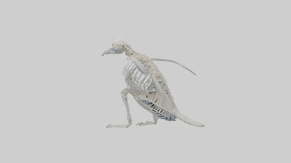 3D model enguin Skeleton model VR / AR / low-poly